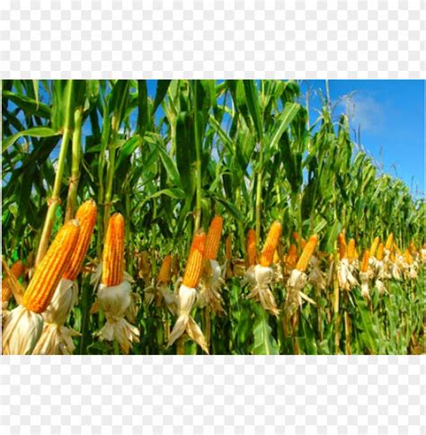 tanaman jagung png  Laman Selanjutnya